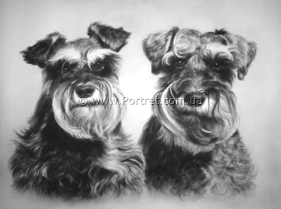 Two puppies. Pencil.